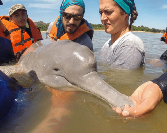 India's first-ever Ganges River Dolphin tagging conducted in Assam